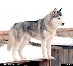 ~~mon  loup ~~