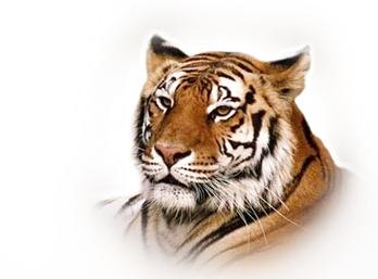 tigre