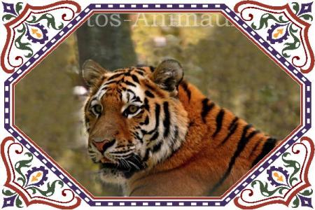 tigre