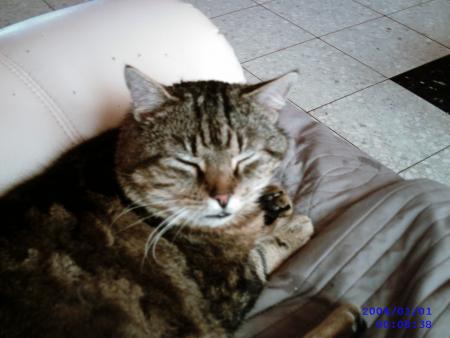 mecheba