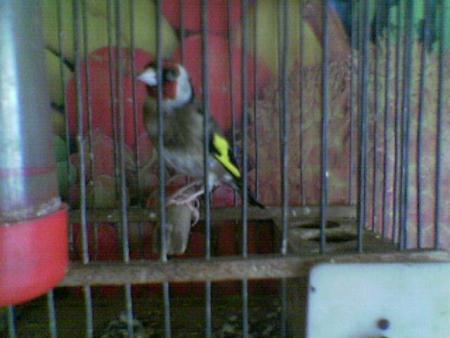 mon canard